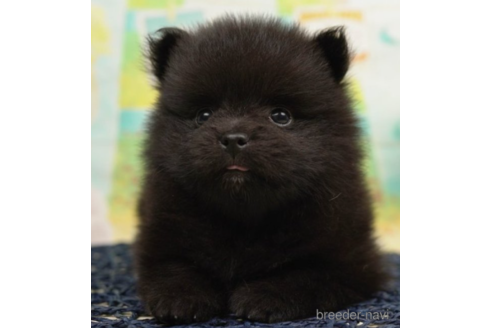 成約済の千葉県のポメラニアン-222402の1枚目